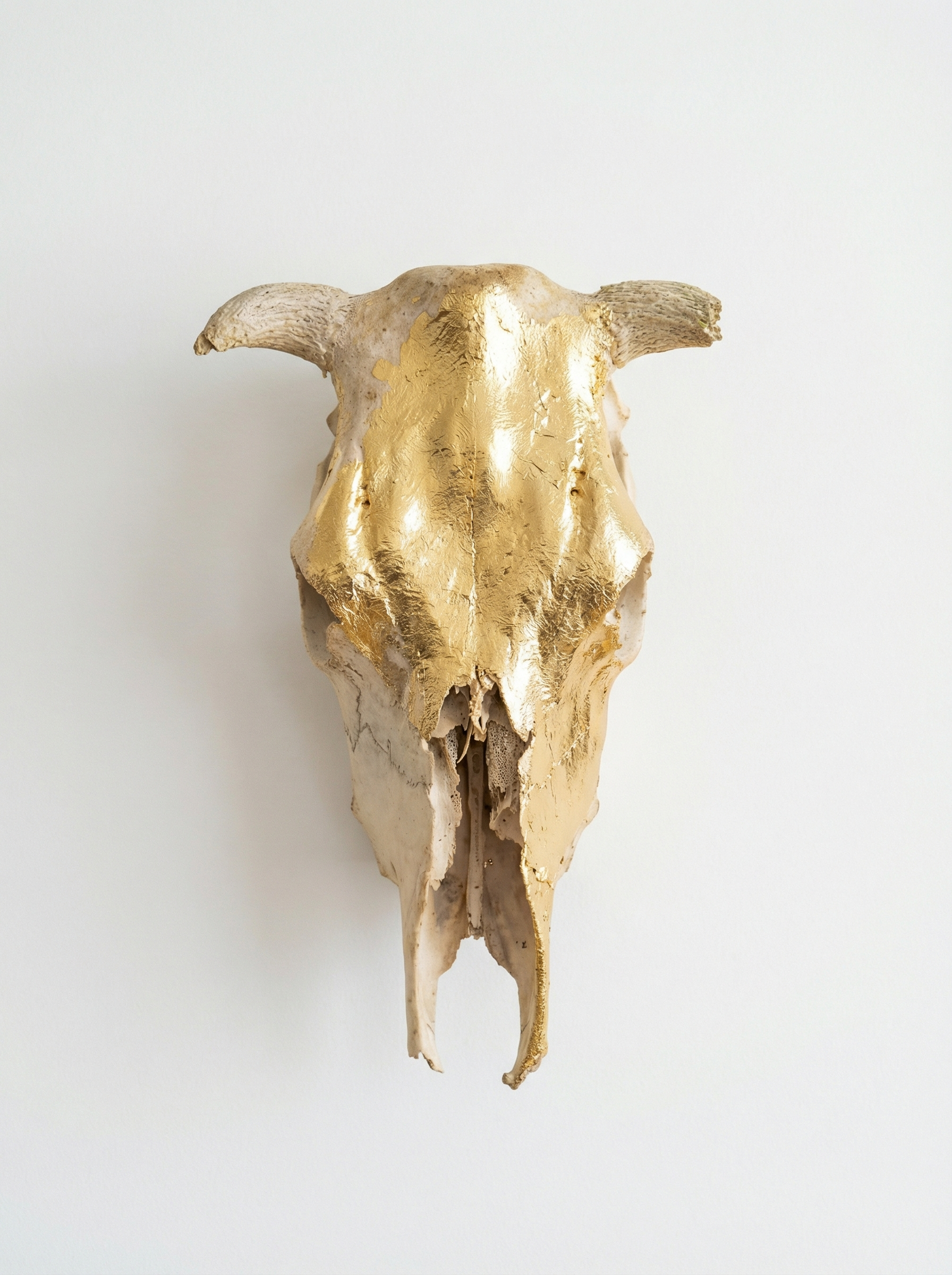 Authentic Skull with Gold